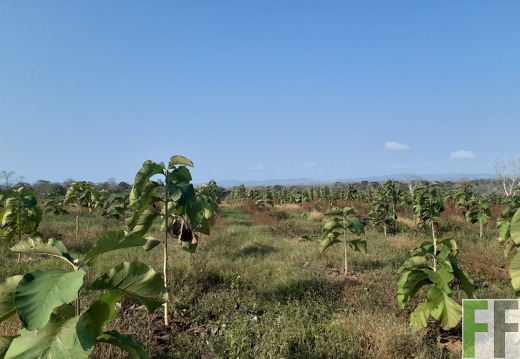 Finca Lara
