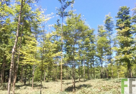 Die Finca Buenos Aires