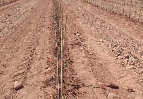 Immer mehr Fläche wird bepflanzt