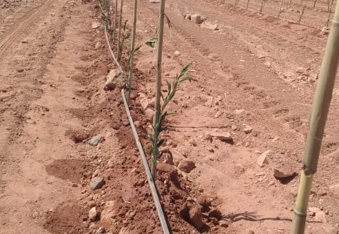 Olivensetzlinge werden gepflanzt