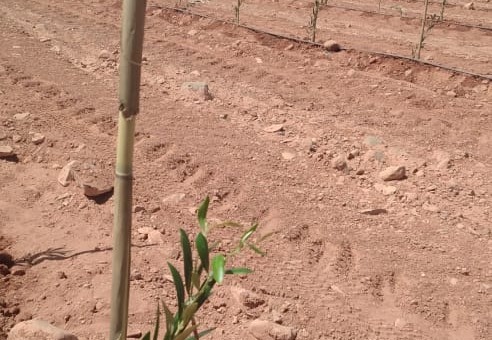 Für mehr Halt werden die Setzlinge an Bambus gebunden