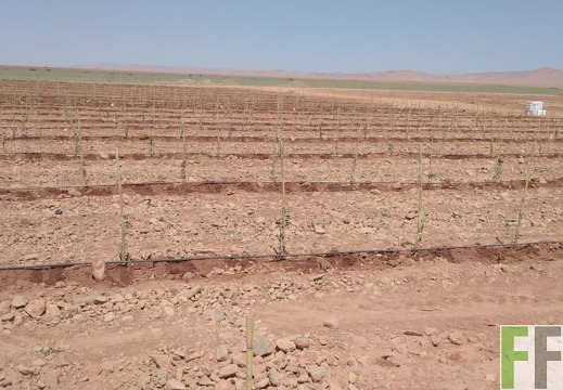 Olivensetzlinge mit Bewässerungsleitung