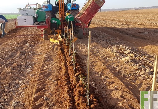 Arbeiter pflanzen Olivensetzlinge