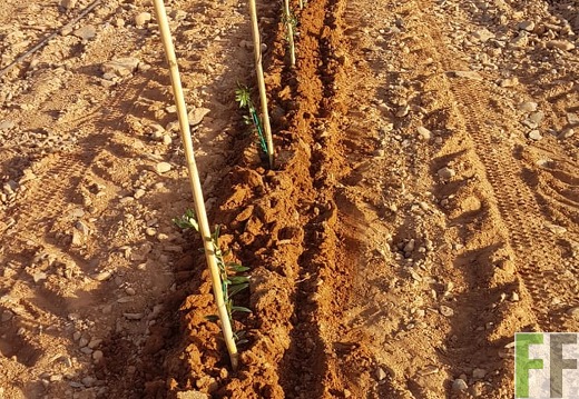 Olivensetzlinge werden gepflanzt