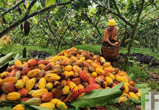 Ernte, Finca Rio Uyama