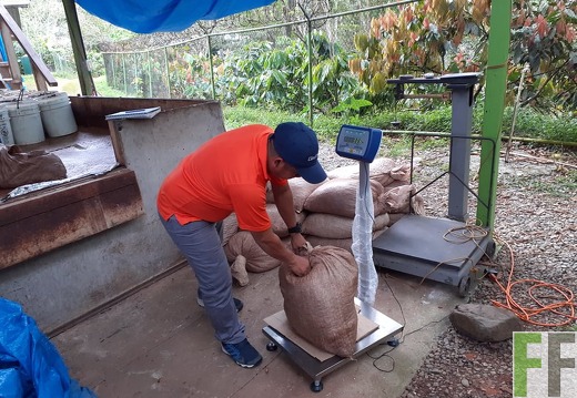 Kakaobohnen werden gewogen, Finca Quebrada Limón