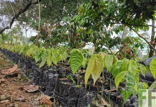 Baumschule, Finca Quebrada Limón
