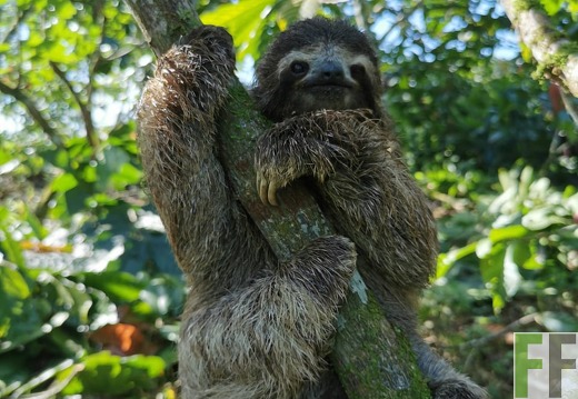 Faultier, Finca Rio Uyama