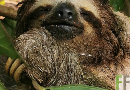 Faultier, Finca Rio Uyama