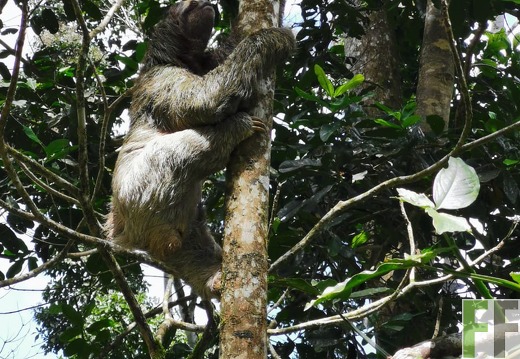 Faultier, Finca Rio Uyama