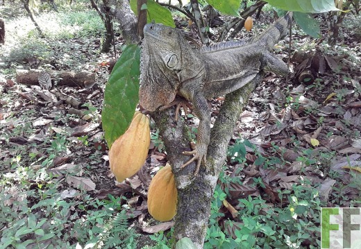 Grüner Leguan, Finca Quebrada Limón