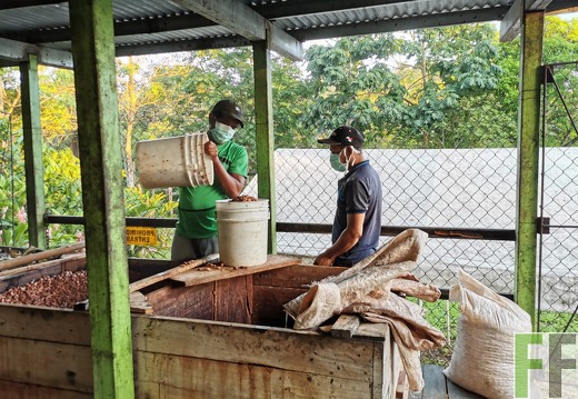 Fermentation des Kakaos, Finca Quebrada Limón