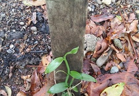 Vanillepflanzen auf Finca Quebrada Pitti