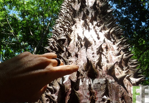 SchutzWald 2009 Cedro Espino