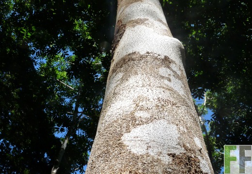 SchutzWald 2009 (Finca Los Monos)