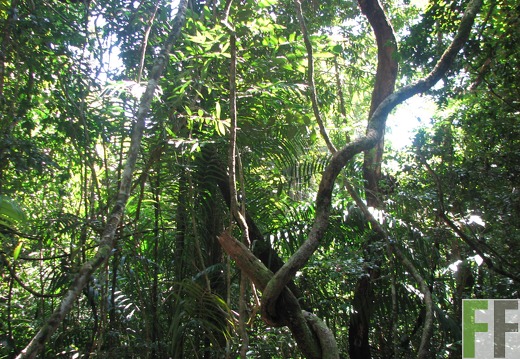 Astwerk im SchutzWald