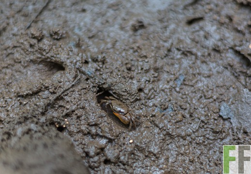 Kleiner Krebs im Uferschlamm der Mangroven