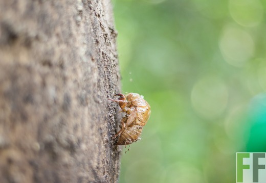Käferhülle am Baumstamm