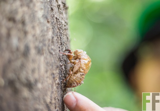Käferhülle am Baumstamm