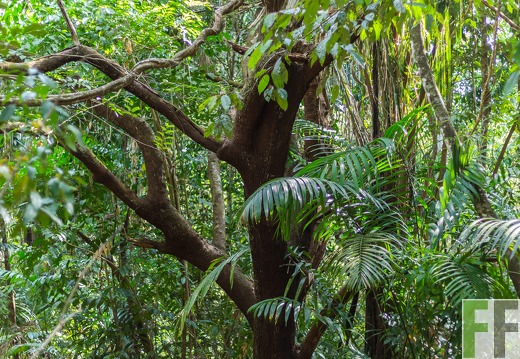 Ein alter Baum im SchutzWald