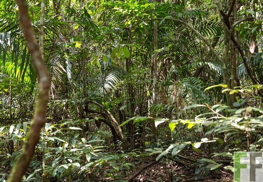 SchutzWald mit seinem Etagenbau