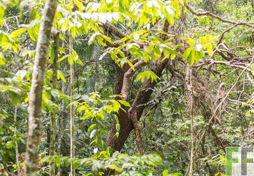 Blick in den SchutzWald