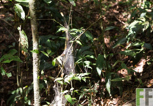 Spinnennetz im Wald