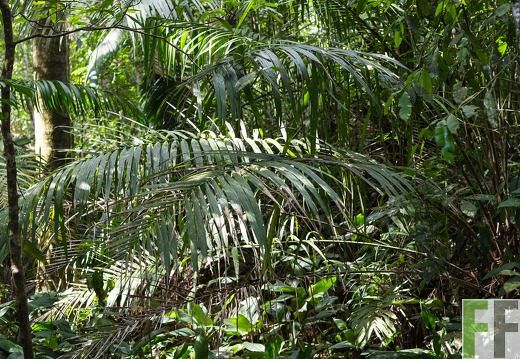 Blick in den SchutzWald