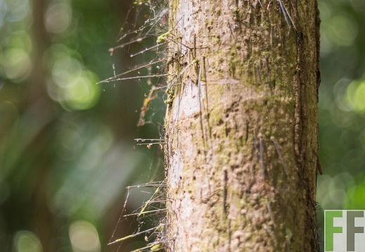 Baumrinde mit Nadeln