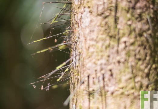 Baumstamm mit Dornen