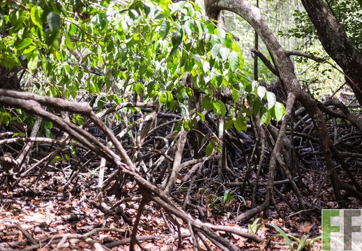 Mangrovenwurzeln im SchutzWald