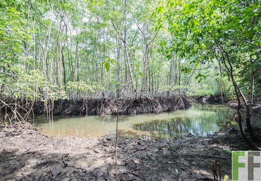 Mangroven im SchutzWald