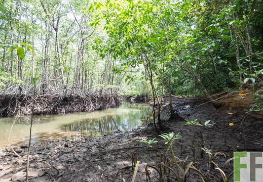 Mangroven im SchutzWald