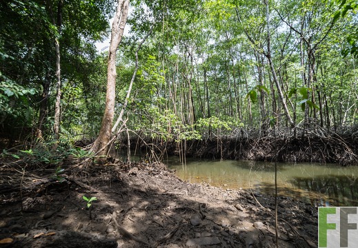 Mangroven im SchutzWald