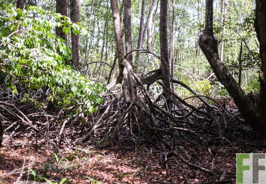 Mangroven auf dem Trockenen