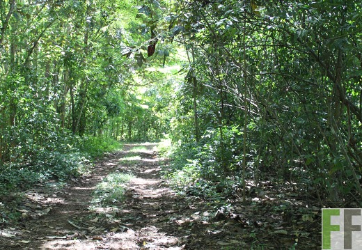 Finca El Catival 2019