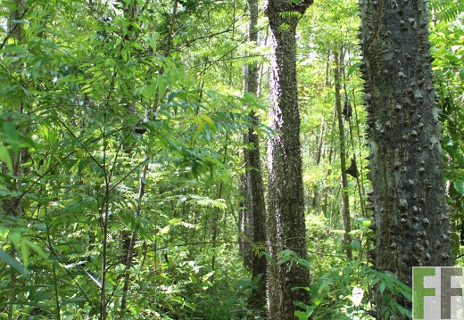 Finca El Catival 2019