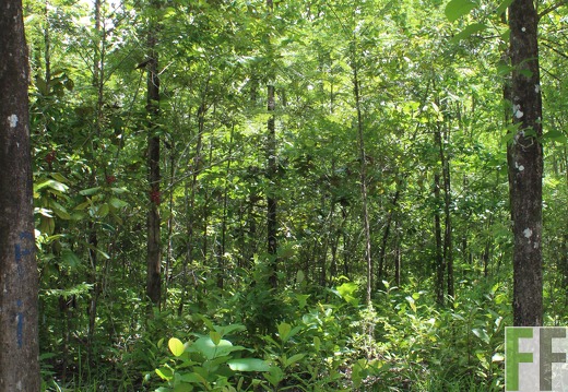 Finca El Catival 2019