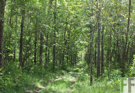 Finca El Catival 2019