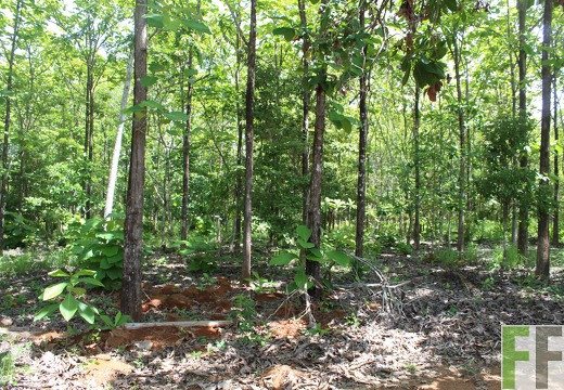 Finca El Espejo 2019