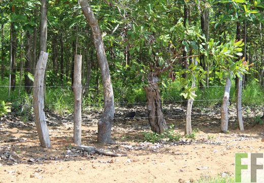 Finca El Espejo 2019