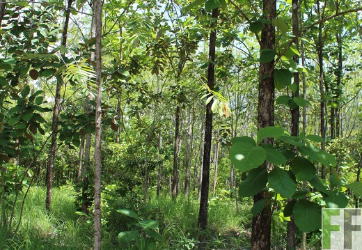 Finca El Espejo 2019