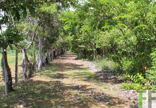 Finca El Espejo 2019