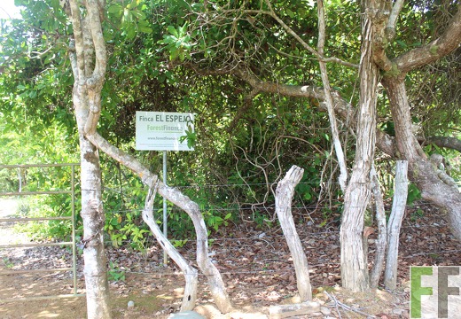 Finca El Espejo 2019