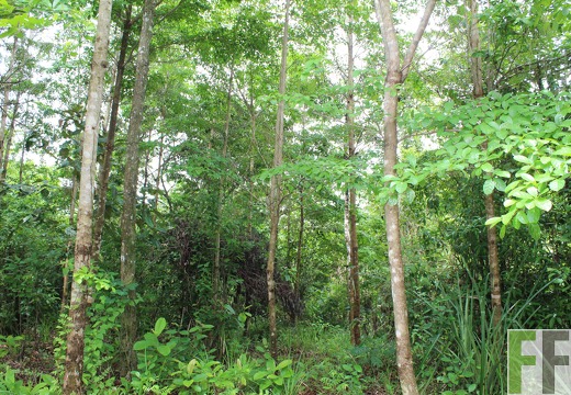 Finca Santa Cruz II 2019