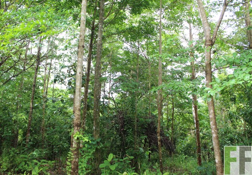 Finca Santa Cruz II 2019