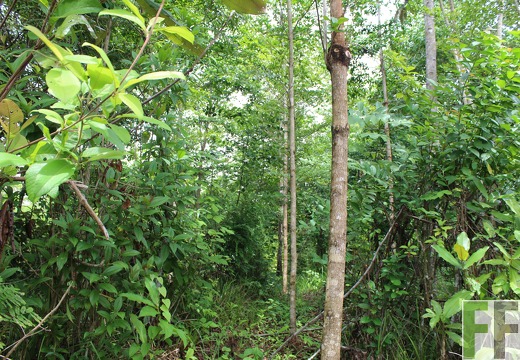 Finca Santa Cruz II 2019