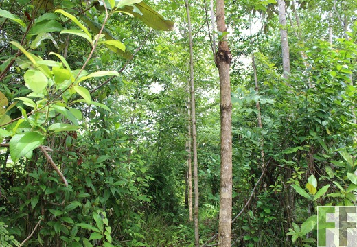 Finca Santa Cruz II 2019