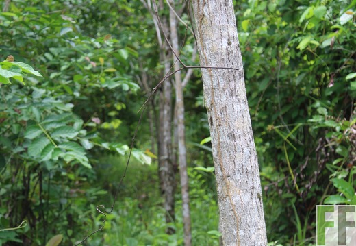 Finca Santa Cruz II 2019