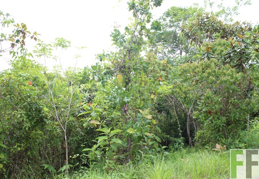 Finca Santa Cruz II 2019